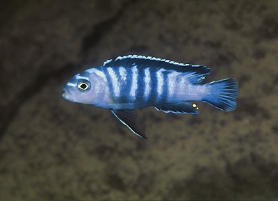 Chindongo sp. 'elongatus ornatus tanzania' Chuwa